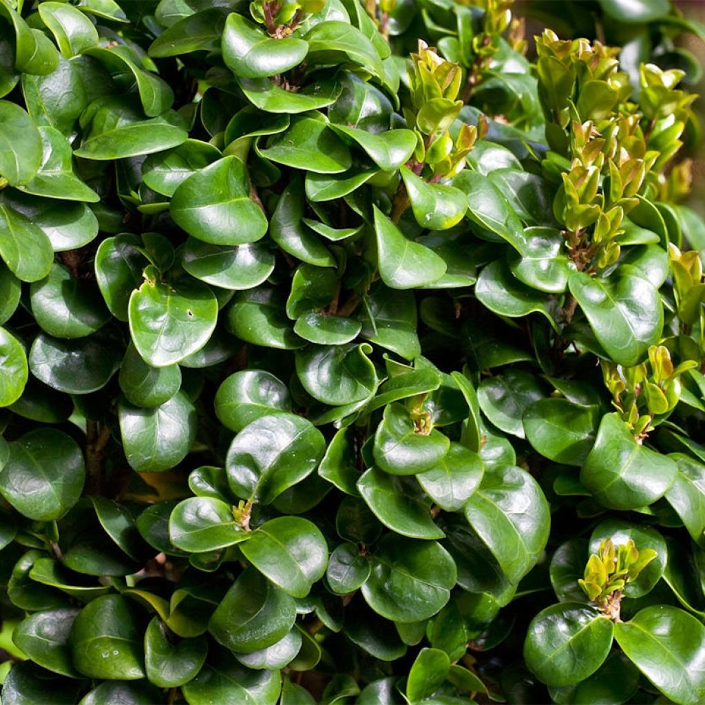 Japanischer Liguster Coriaceum - Ligustrum japonicum