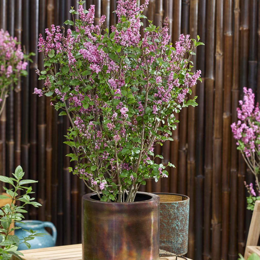Zwerg-Duftflieder Little Rosie - Syringa meyeri