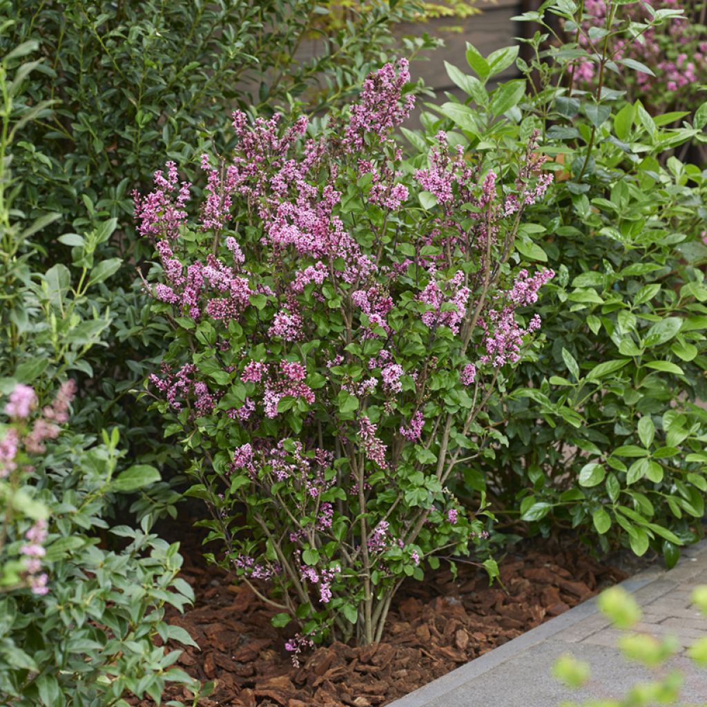 Zwerg-Duftflieder Little Rosie - Syringa meyeri