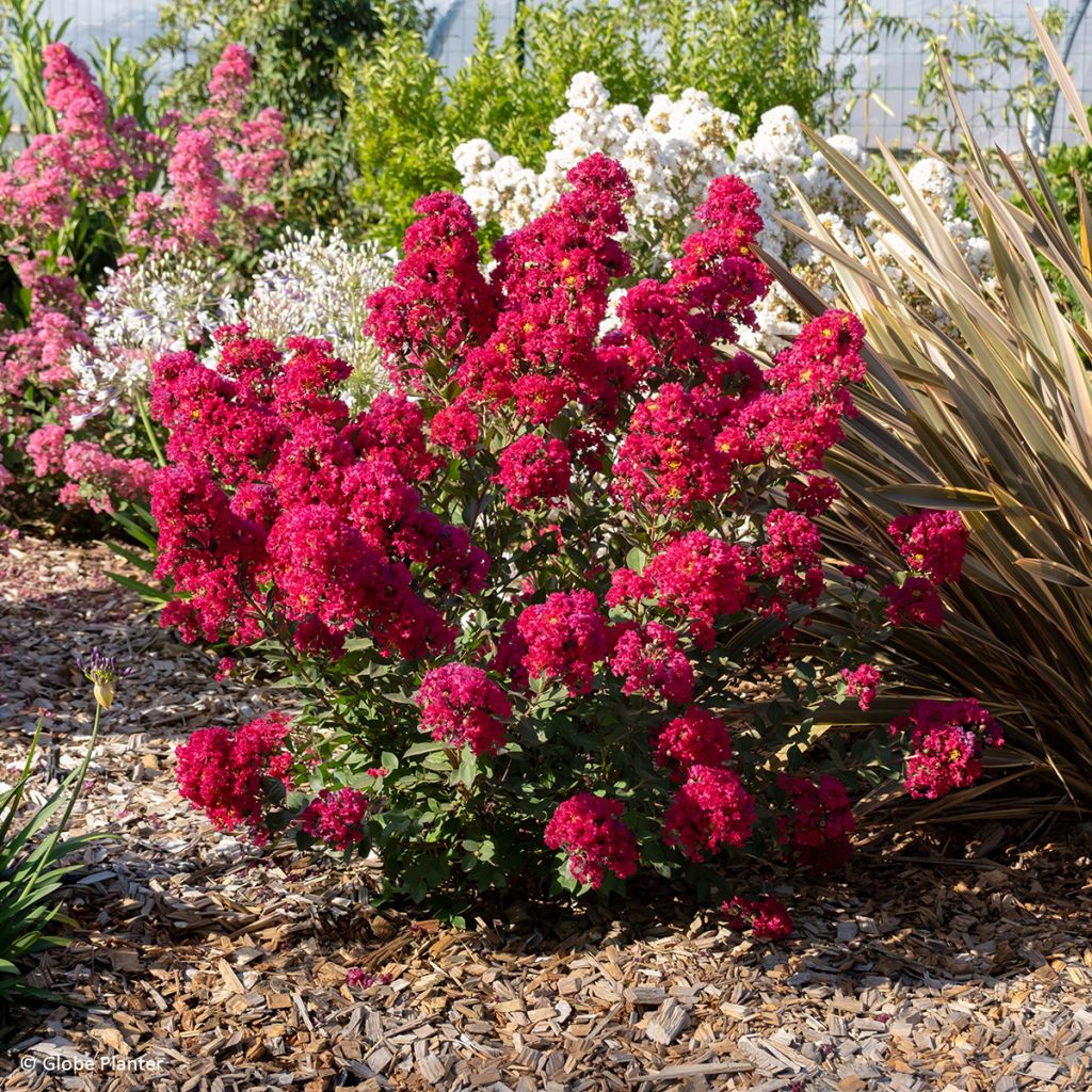 Chinesische Kräuselmyrte Gourmet Red red Wine - Lagerstroemia