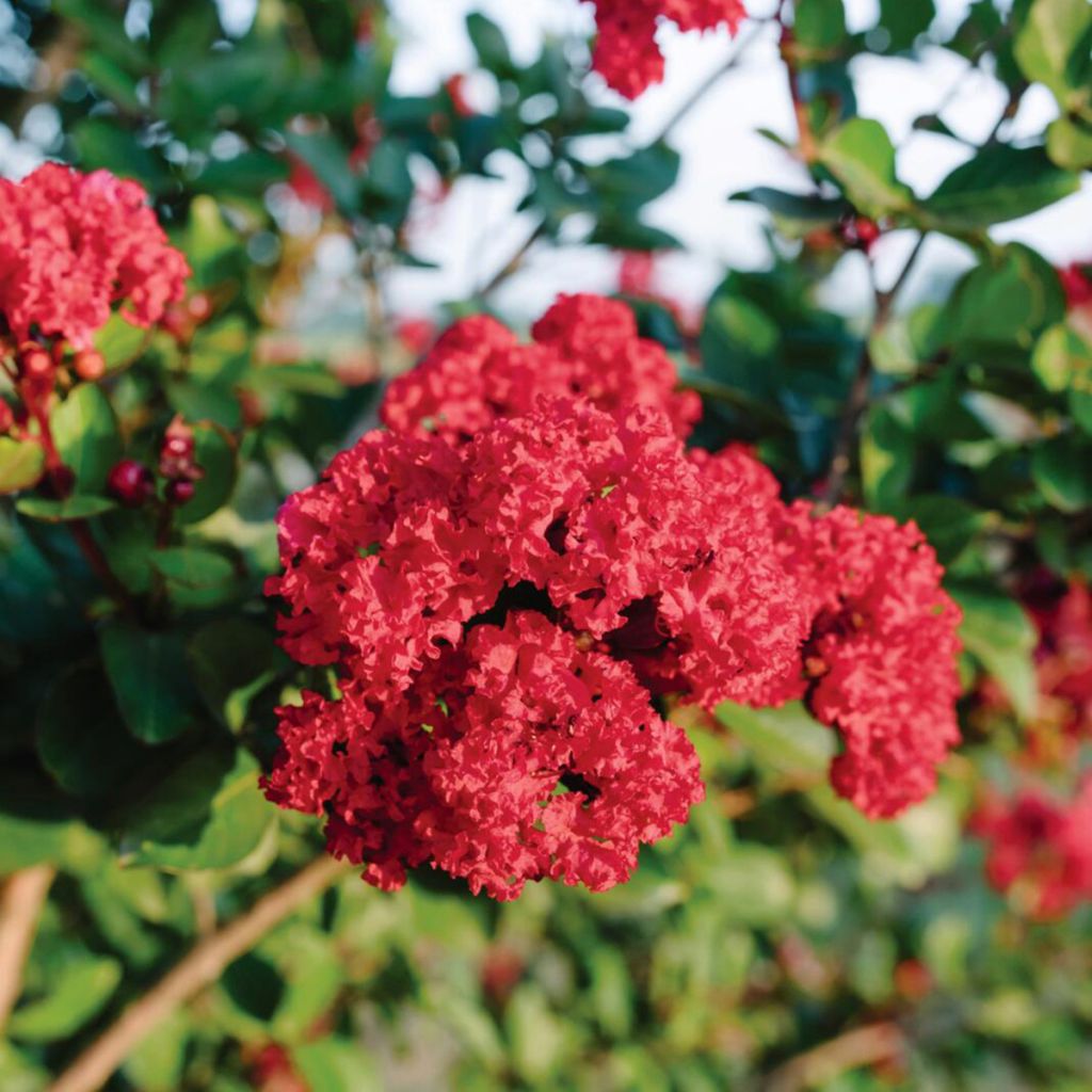 Chinesische Kräuselmyrte Ruffled Red Magic - Lagerstroemia