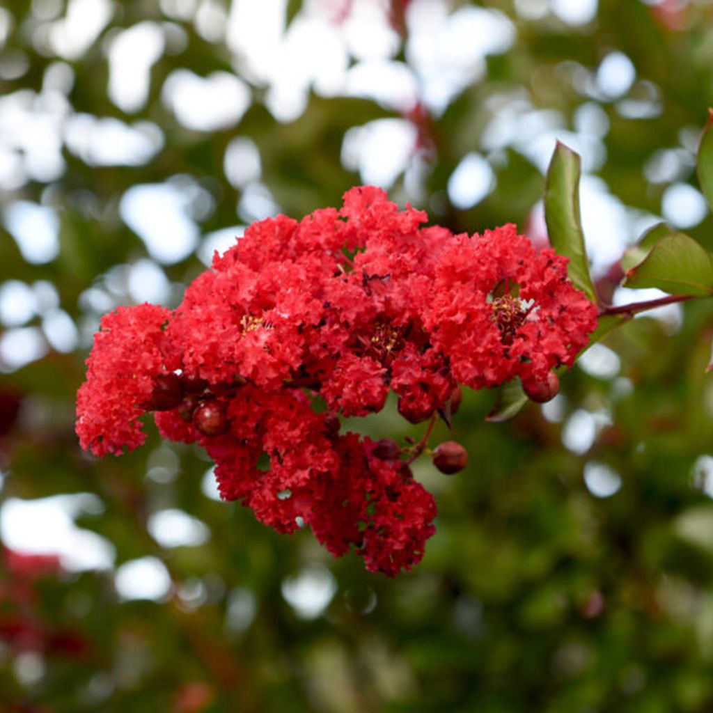 Chinesische Kräuselmyrte Ruffled Red Magic - Lagerstroemia