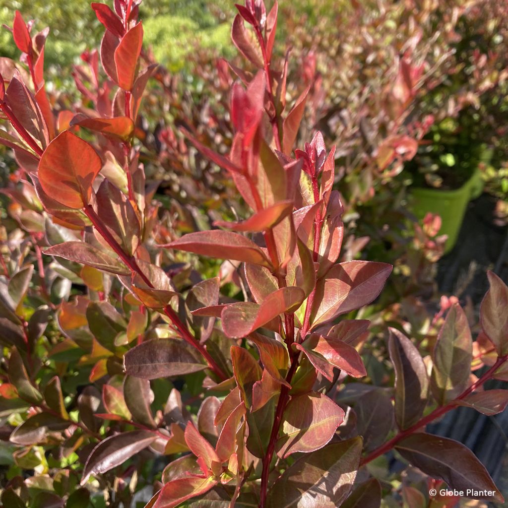 Chinesische Kräuselmyrte  Gourmet Choco Pink - Lagerstroemia