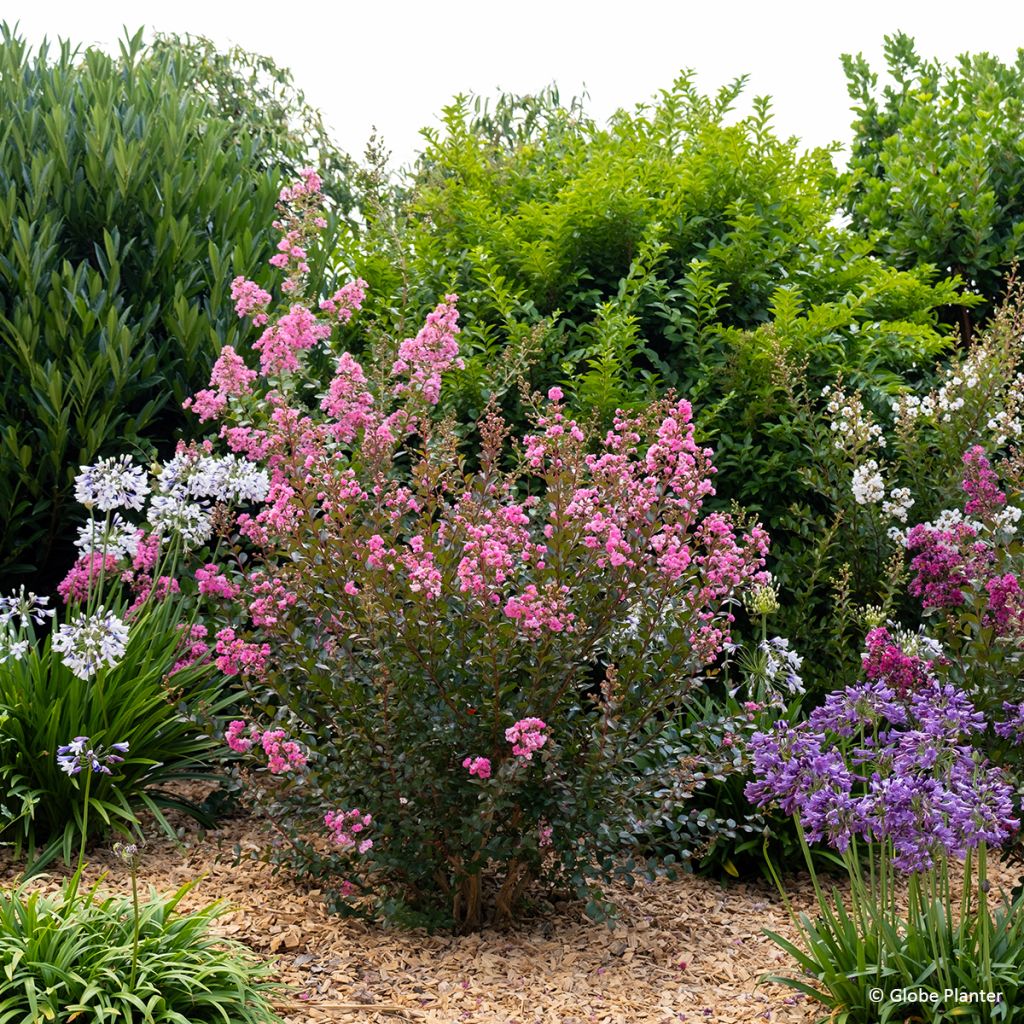 Chinesische Kräuselmyrte  Gourmet Choco Pink - Lagerstroemia