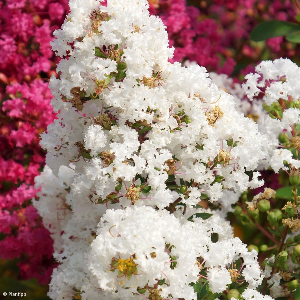 Chinesische Kräuselmyrte Virgin With Love - Lagerstroemia