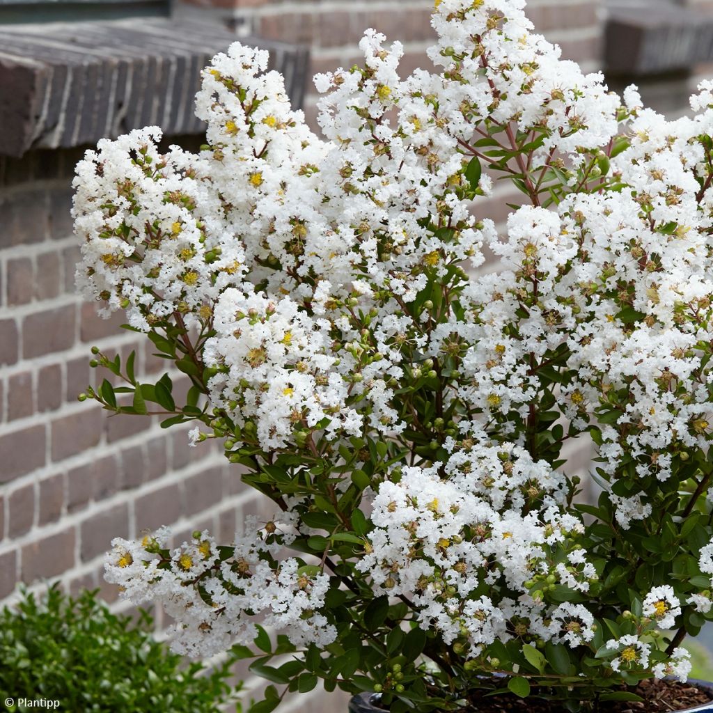 Chinesische Kräuselmyrte Virgin With Love - Lagerstroemia