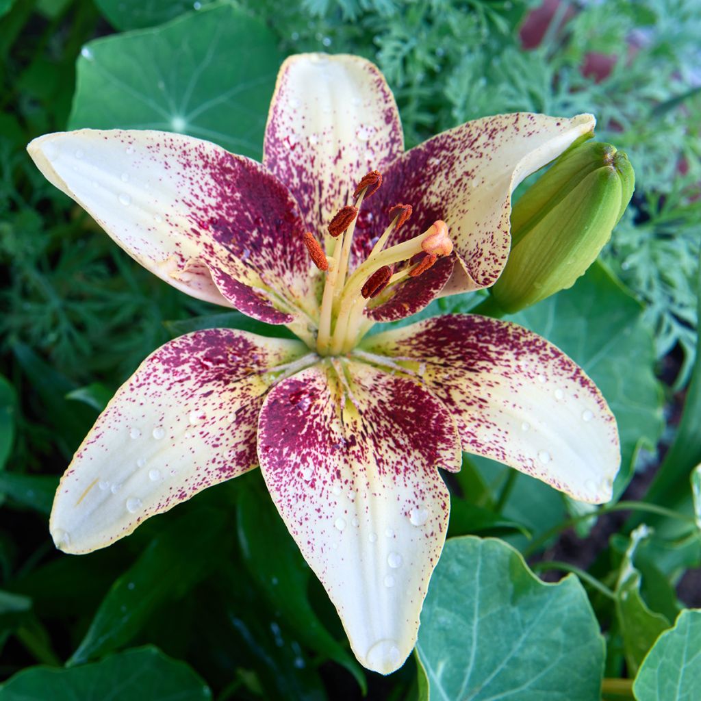 Asiatische Lilie Tribal Dance - Lilium