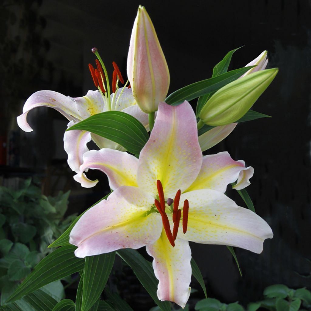 Orientalische Lilie Hocus Pocus - Lilium
