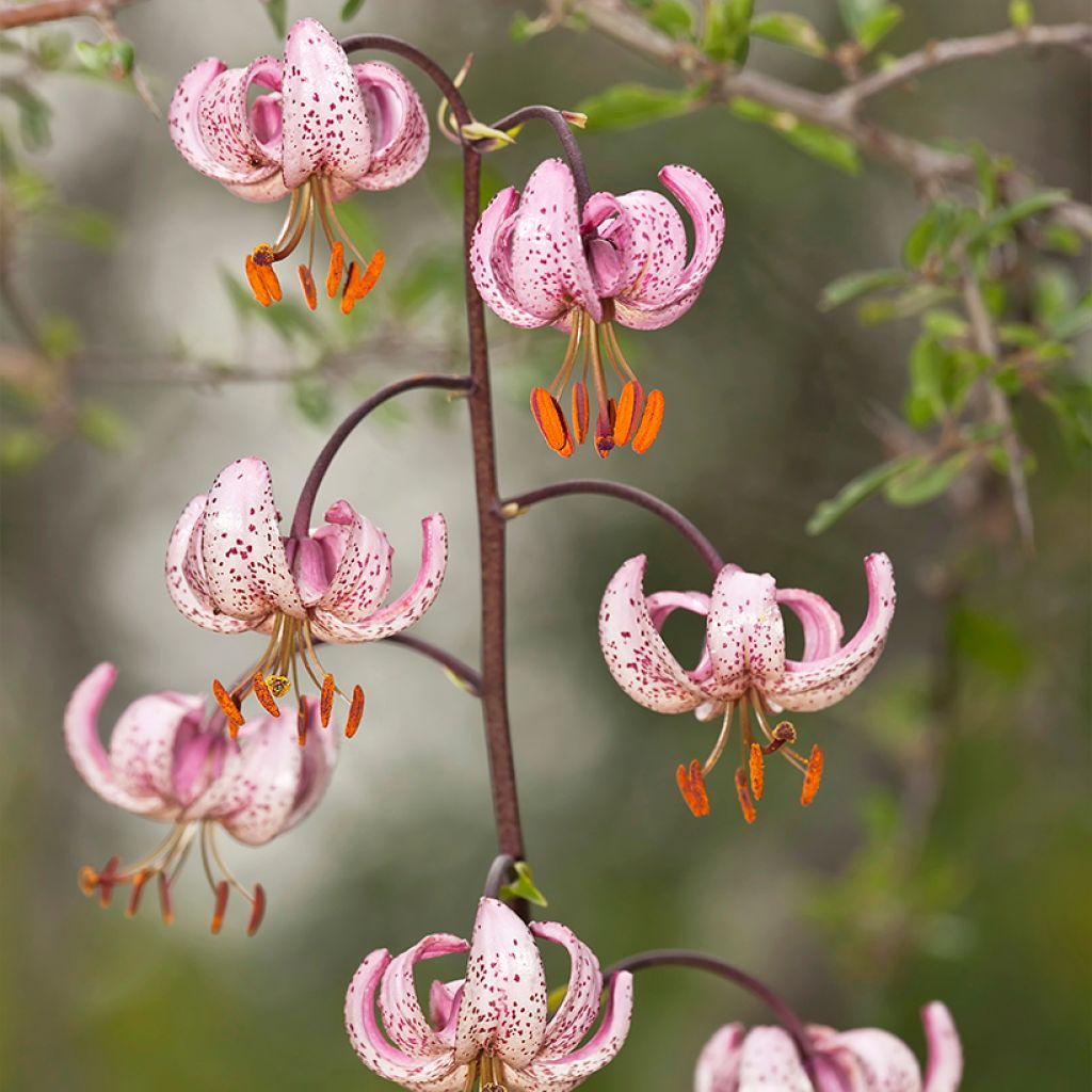 Türkenbund-Lilie - Lilium martagon