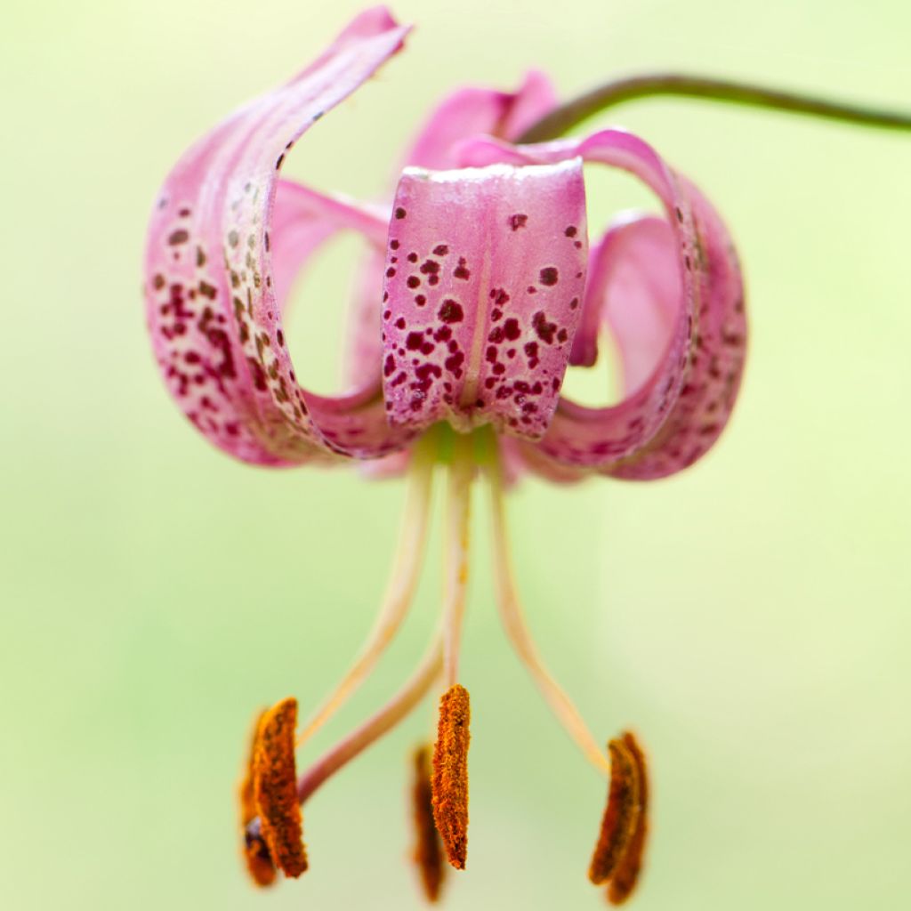 Türkenbund-Lilie - Lilium martagon