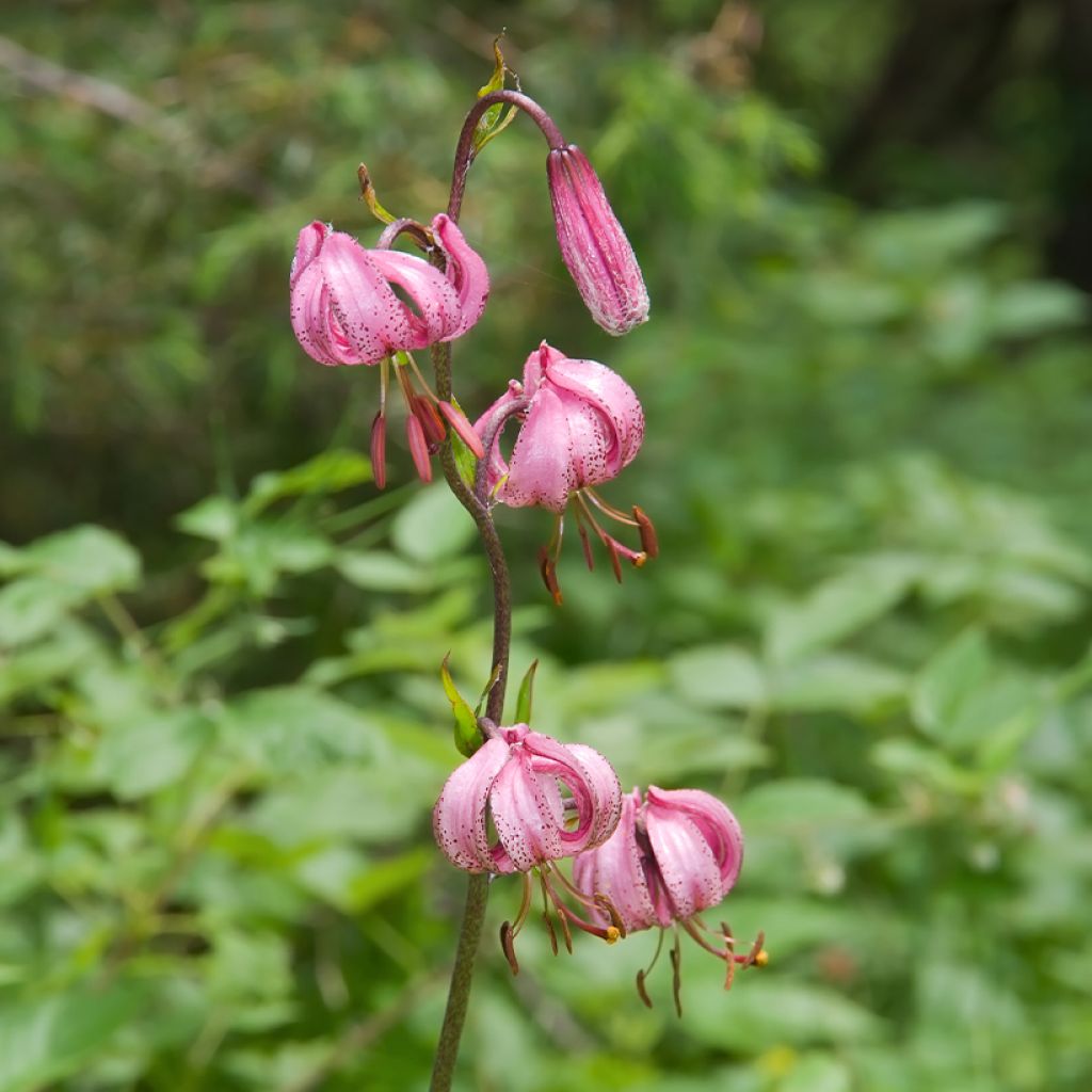 Türkenbund-Lilie - Lilium martagon