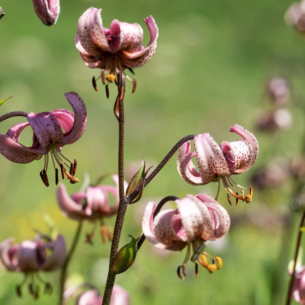 Türkenbund-Lilie - Lilium martagon