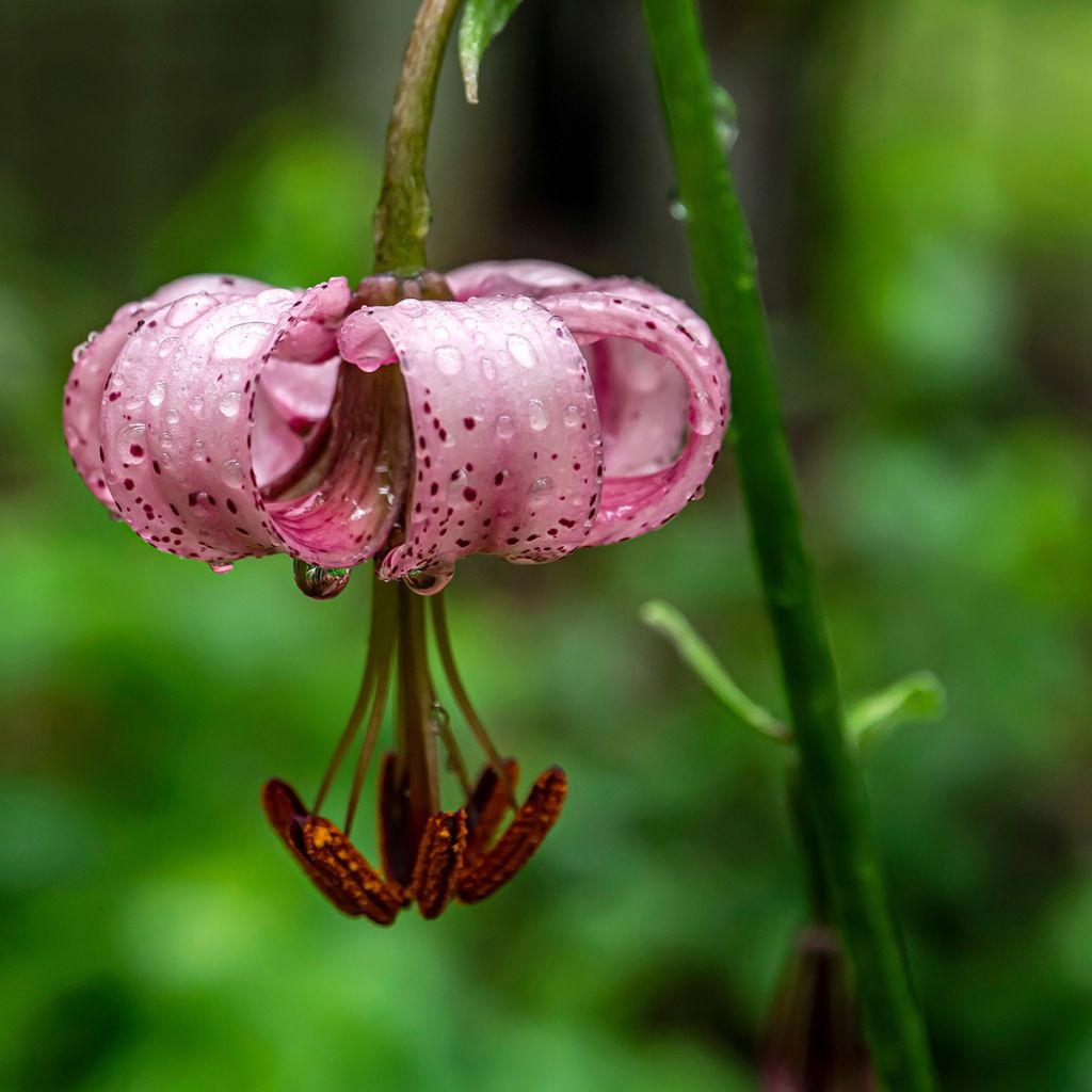Türkenbund-Lilie - Lilium martagon