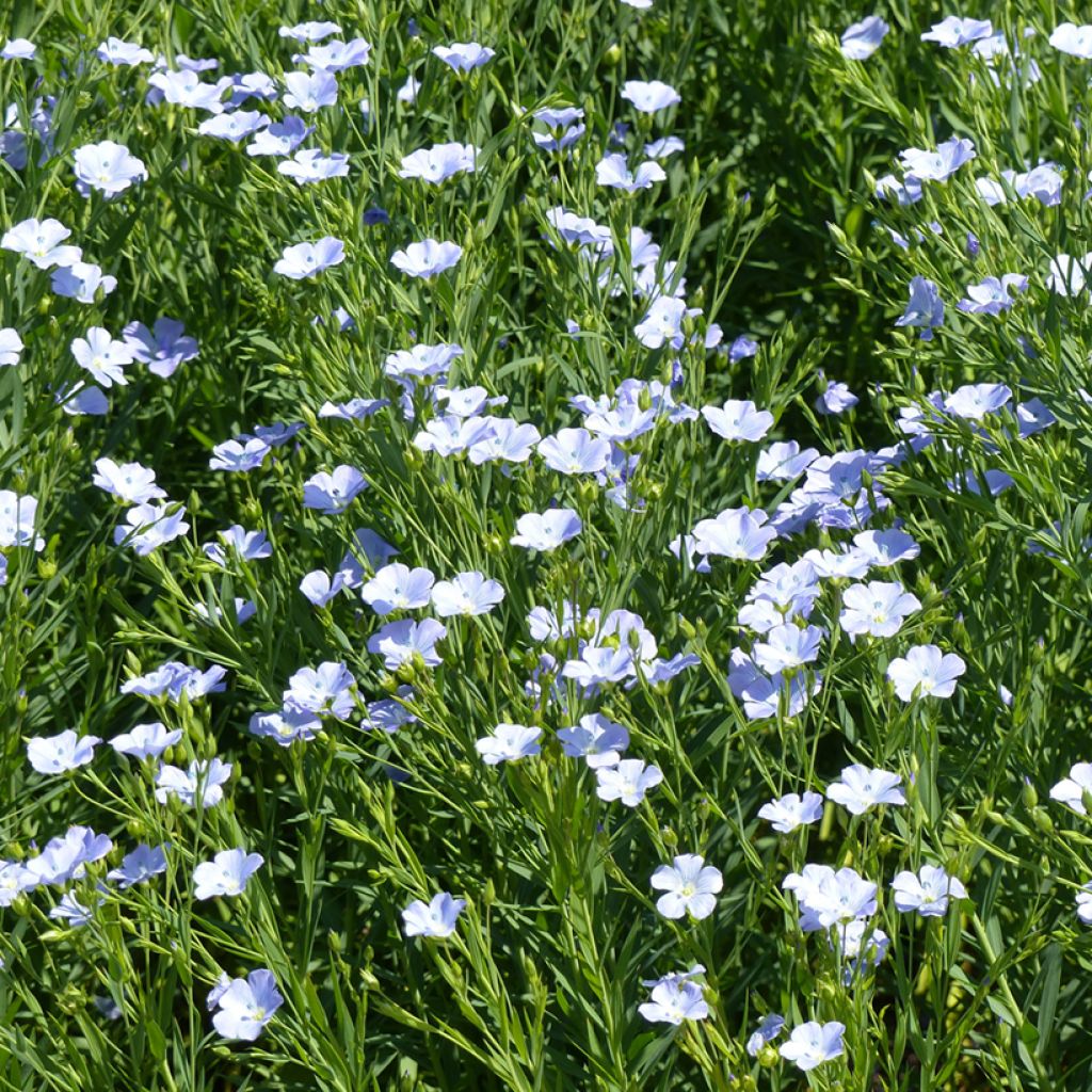 Großblütiger Lein Blue Dress (Samen) - Linum