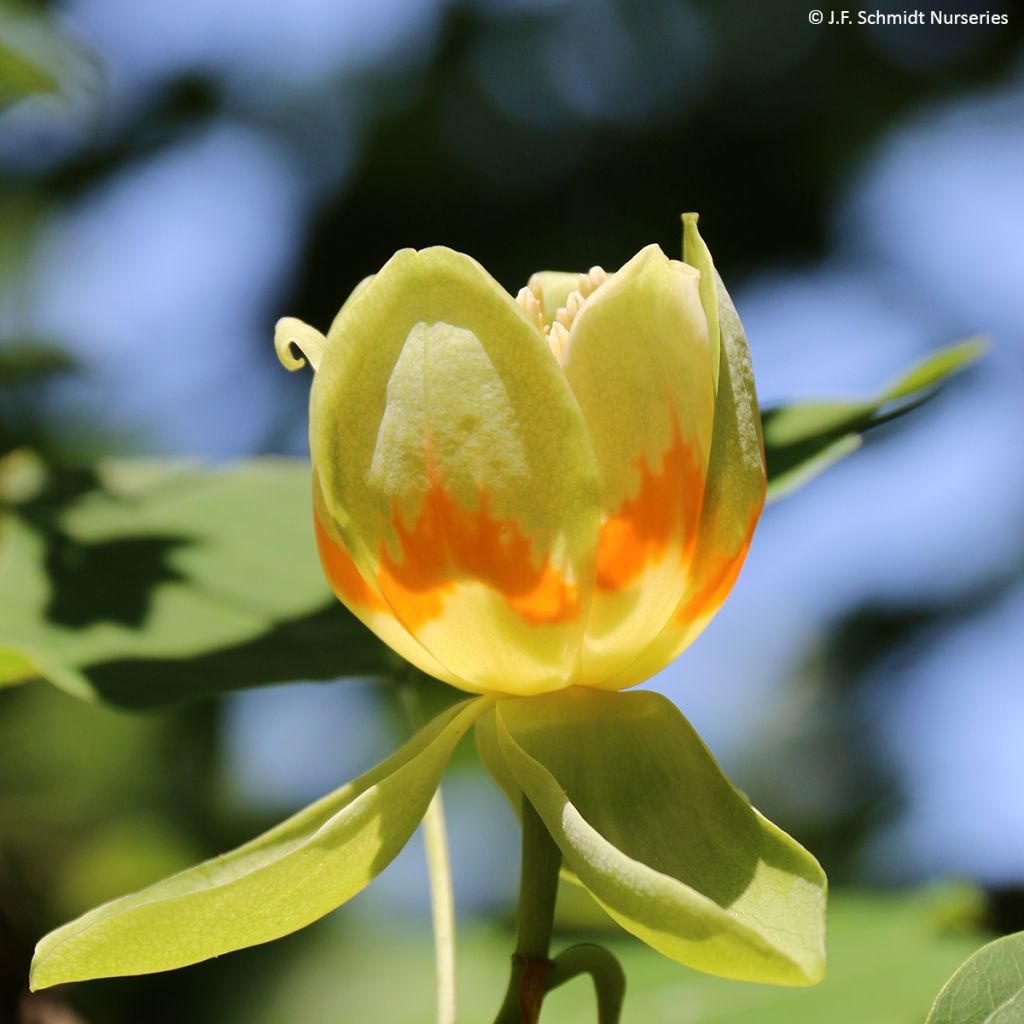 Liriodendron tulipifera Emerald City - Tulpenbaum