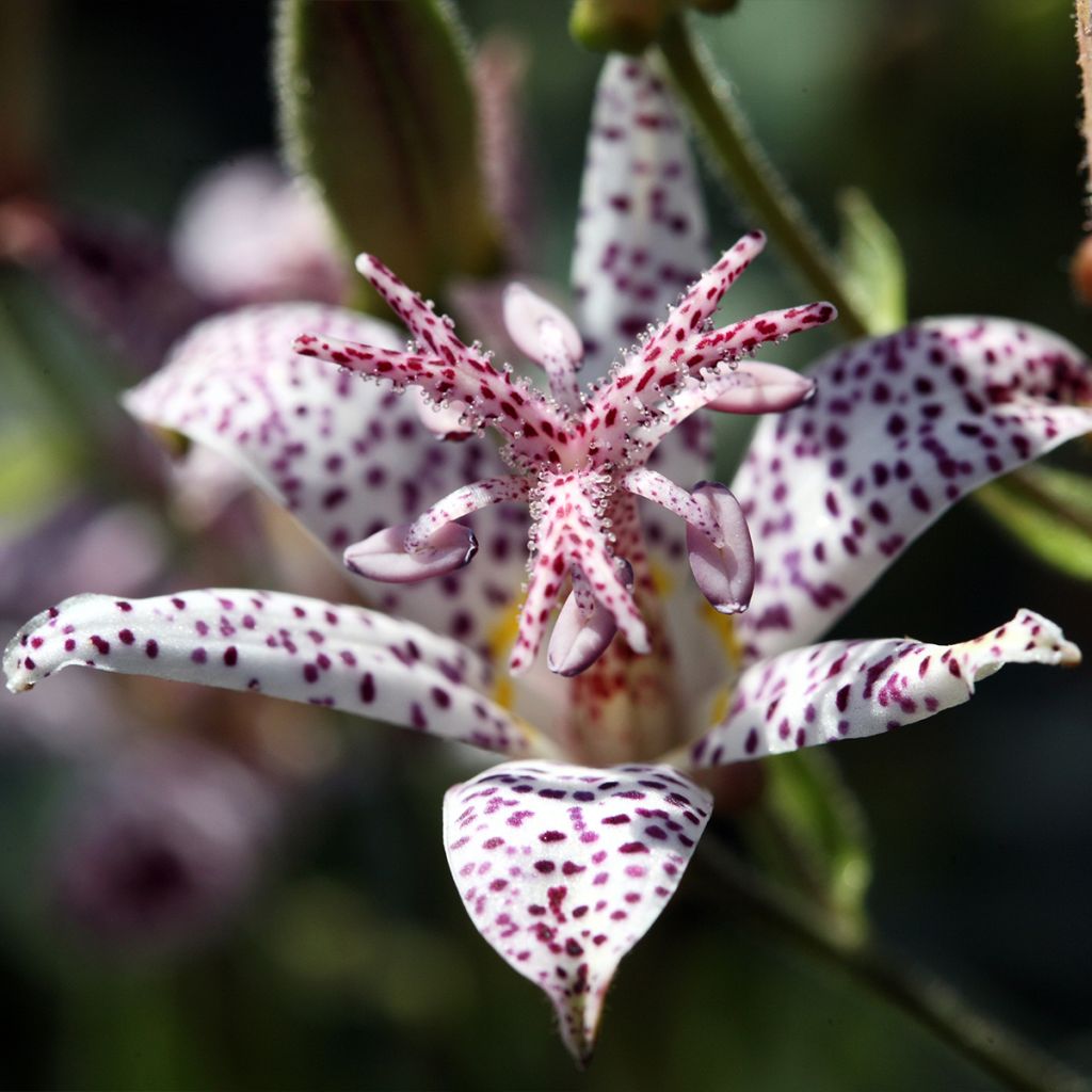 Tricyrtis hirta Albomarginata - Krötenlilie