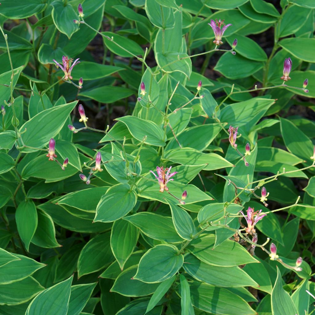 Tricyrtis hirta Albomarginata - Krötenlilie