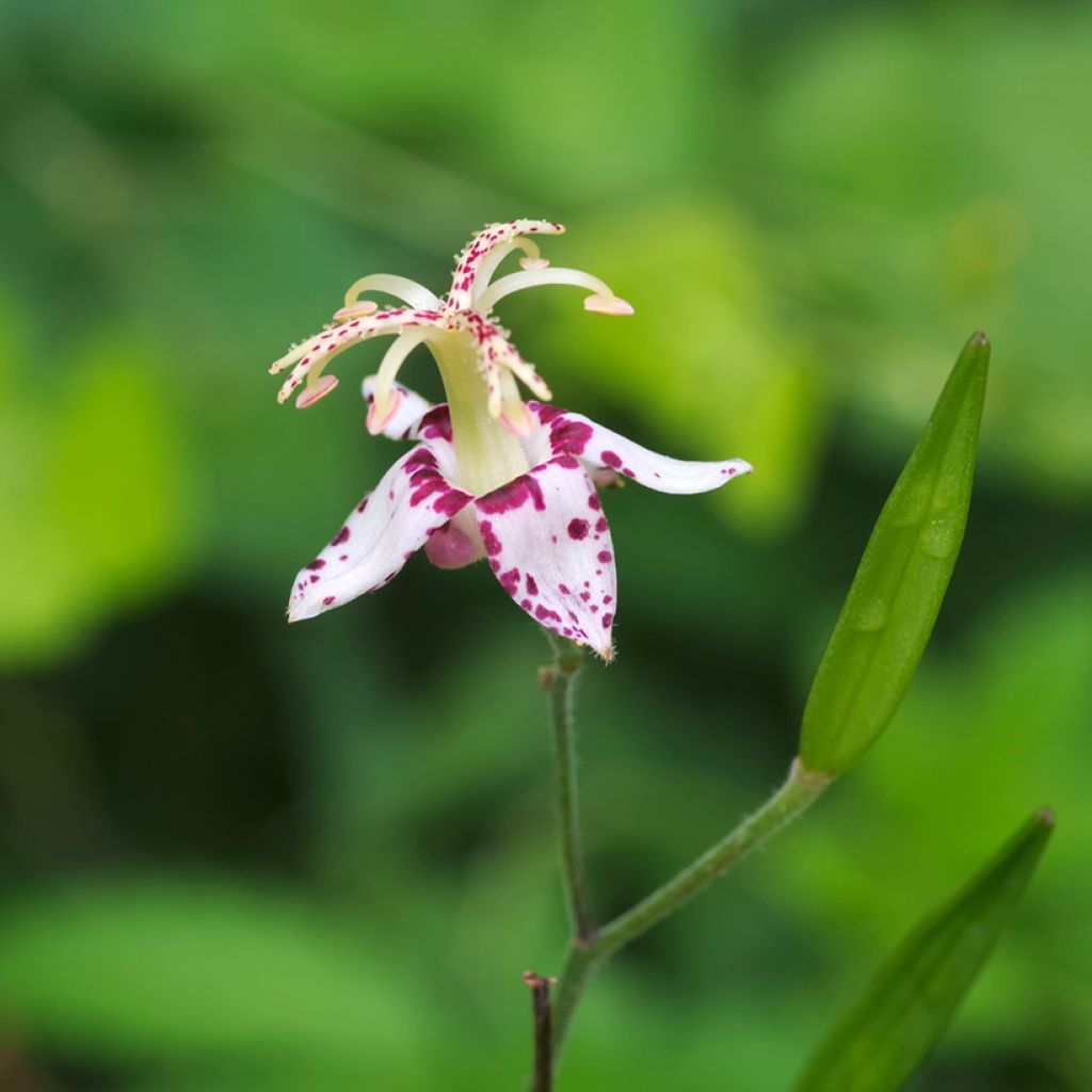 Tricyrtis macropoda - Krötenlilie