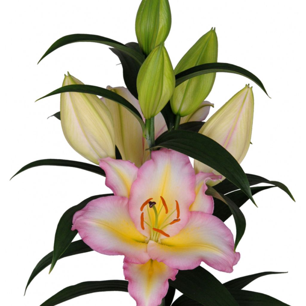 Orientalische Lilie Captain Tricolor - Lilium
