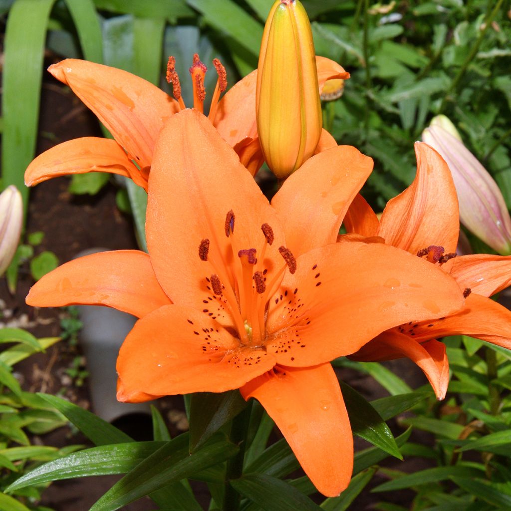 Asiatische Lilie Tresor - Lilium