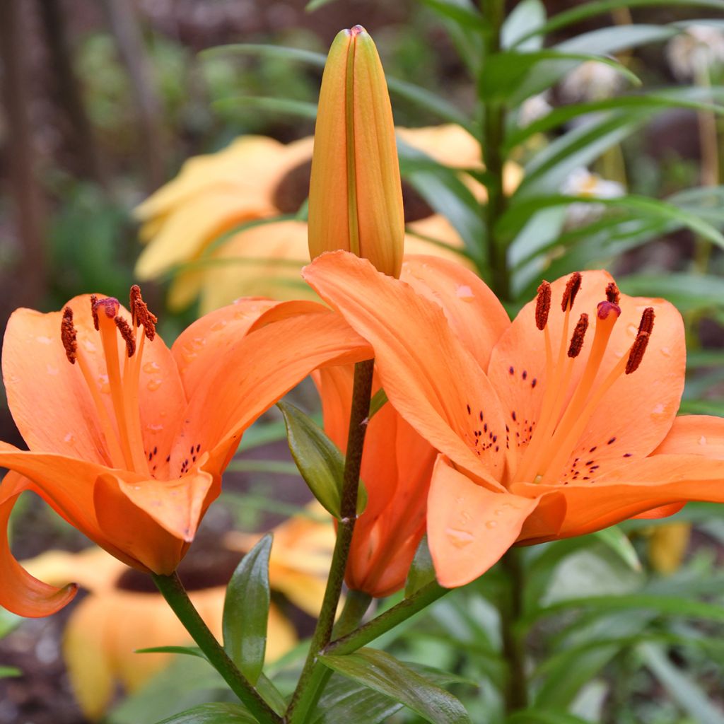 Asiatische Lilie Tresor - Lilium
