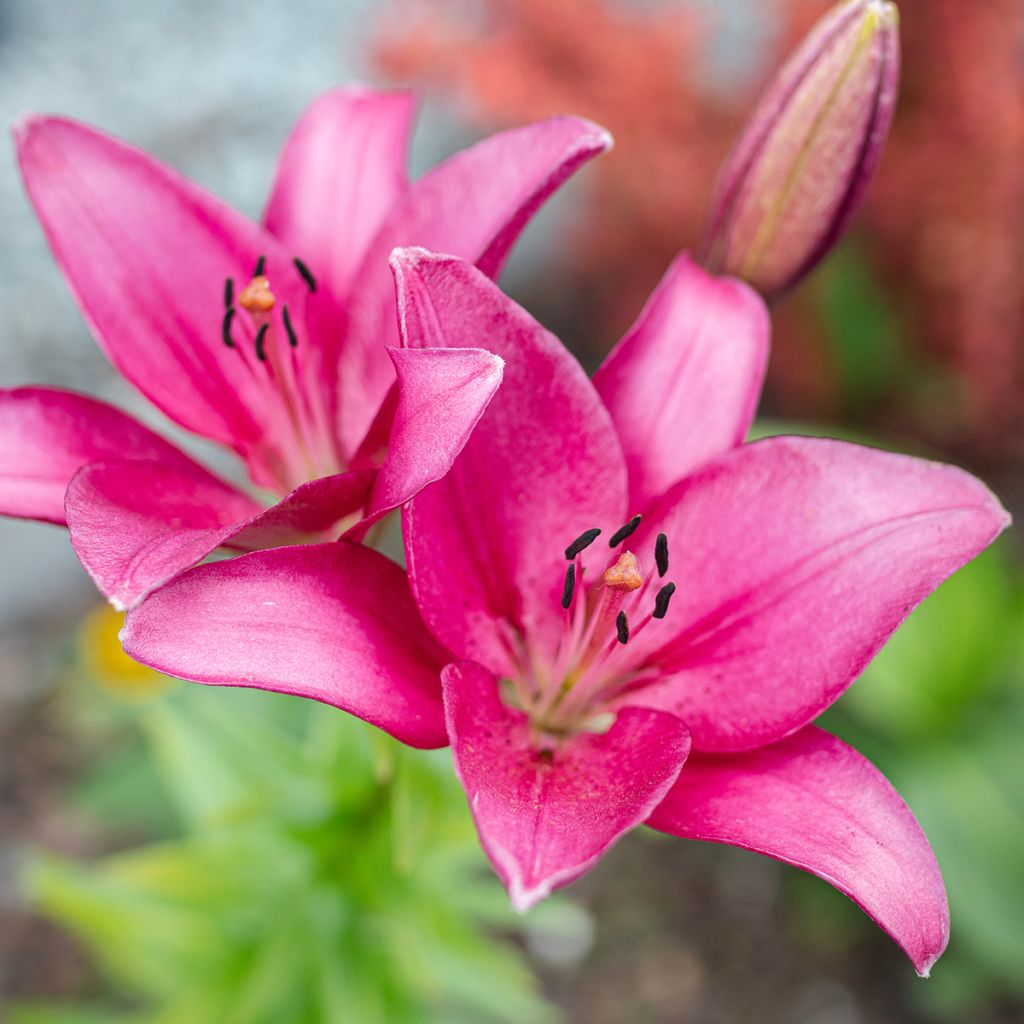 Hybrid Lilie Sentosa - Lilium