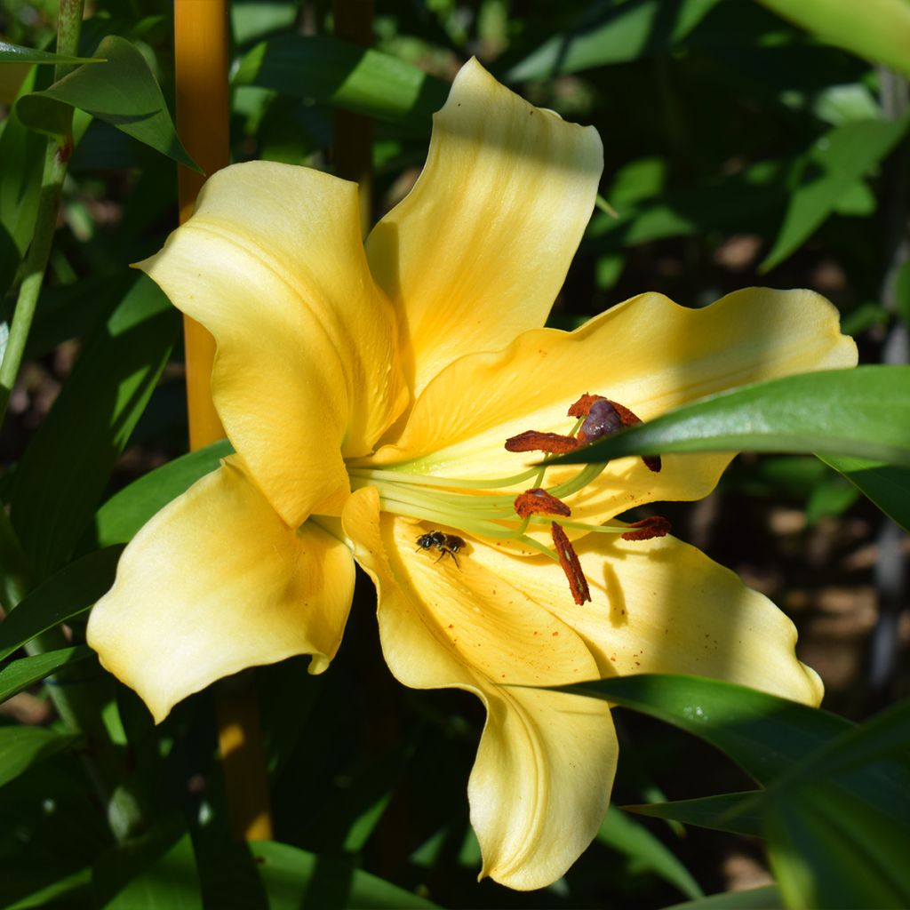 Orientalische Lilie Corcovado - Lilium