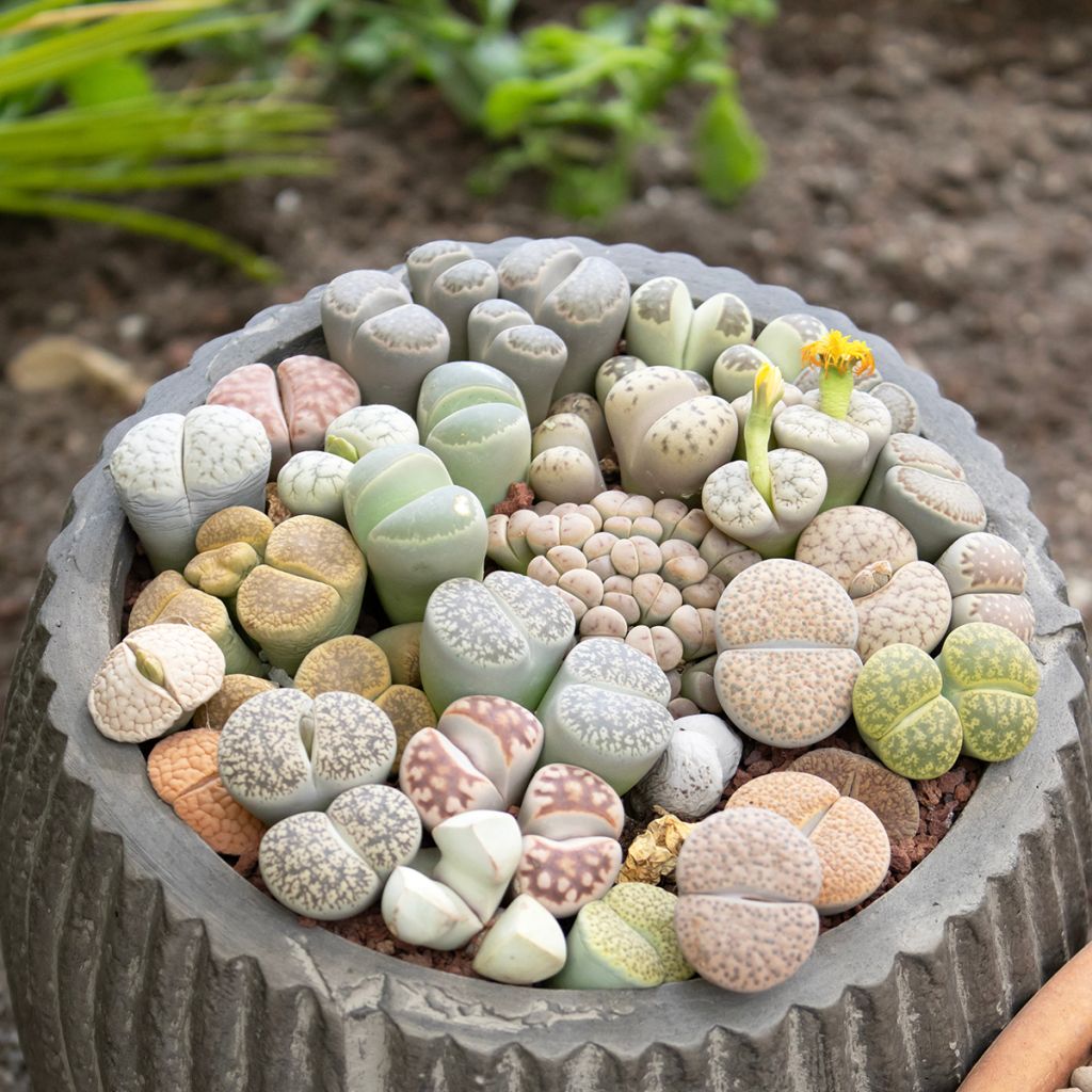 Lithops Pebble Plants Mixed (Samen) - Lebender Stein