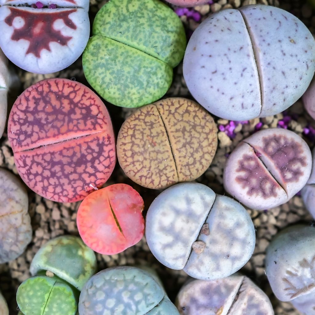 Lithops Pebble Plants Mixed (Samen) - Lebender Stein