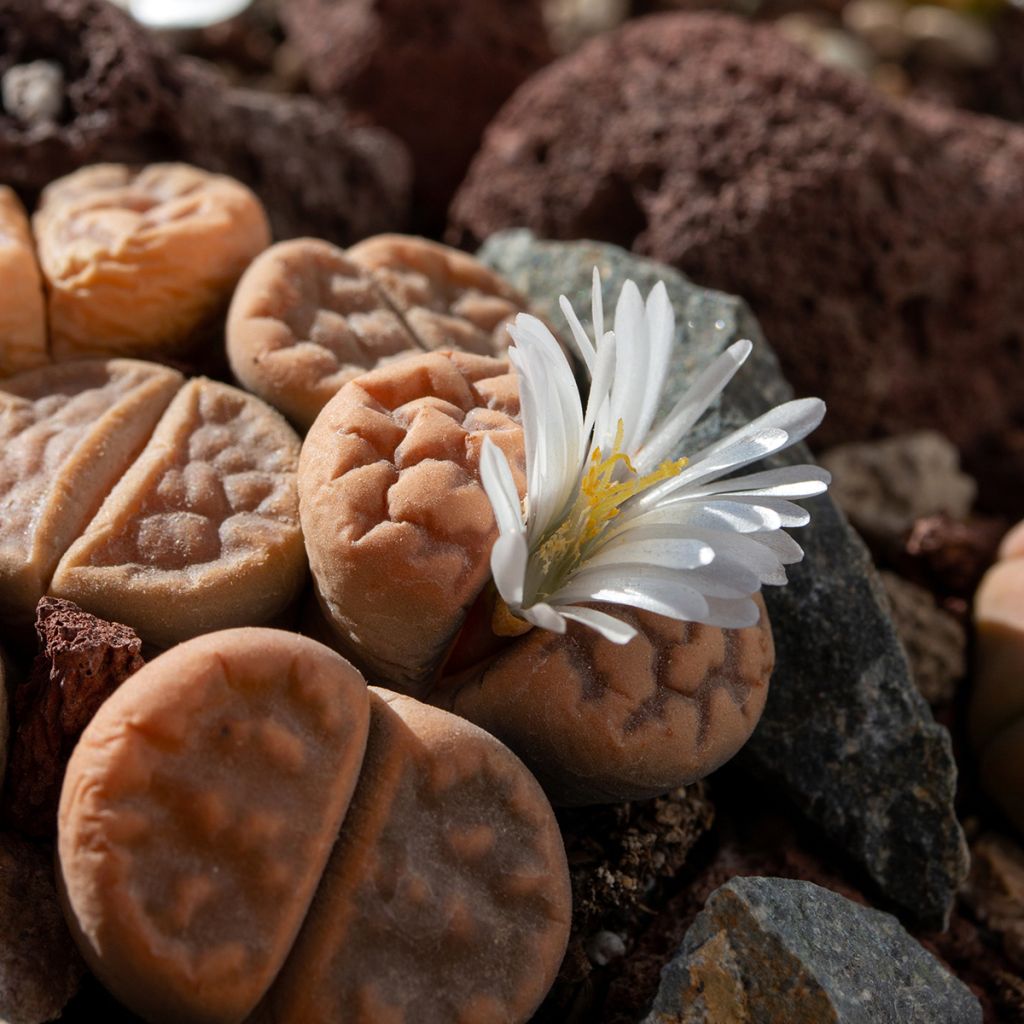 Lithops Pebble Plants Mixed (Samen) - Lebender Stein