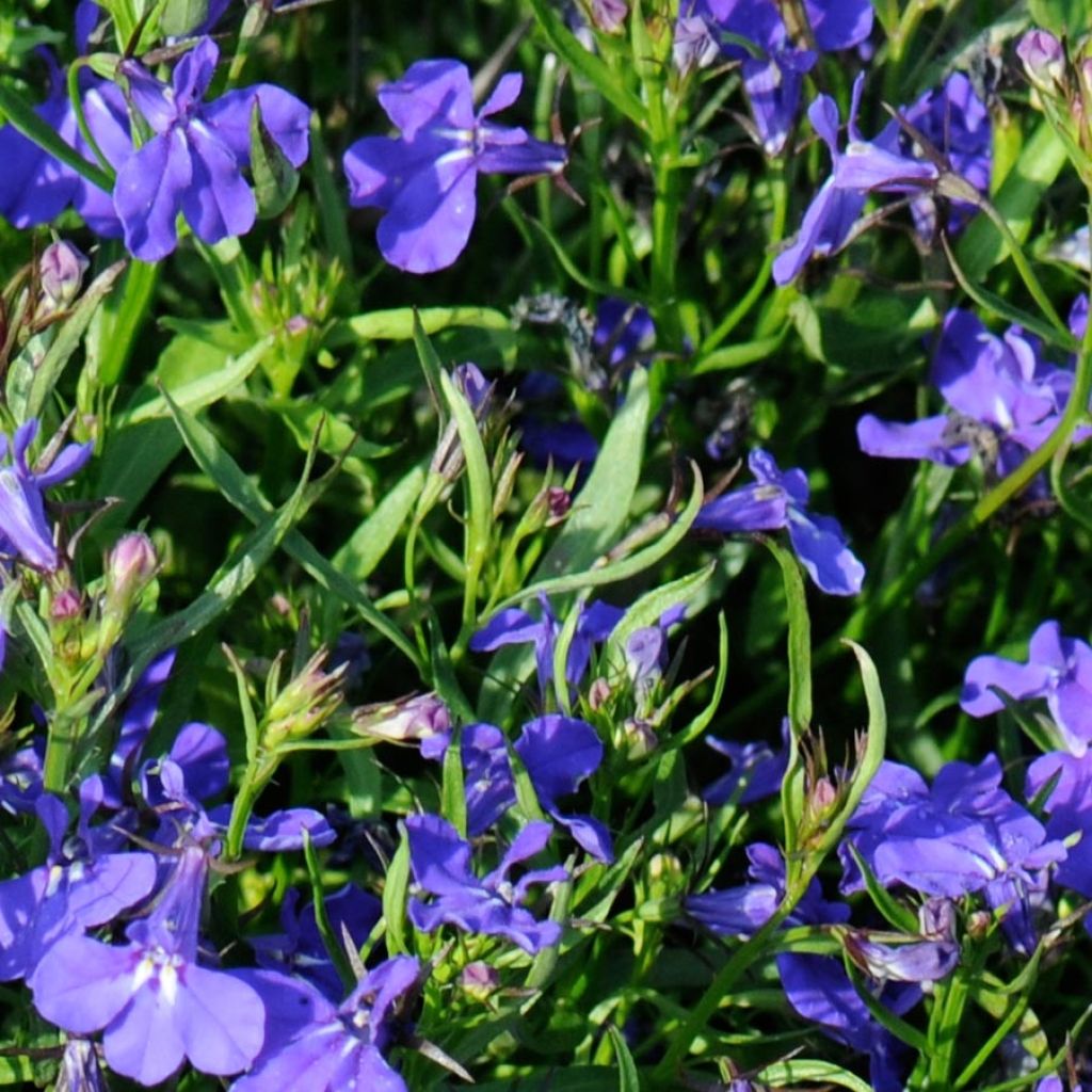 Lobelia erinus Crystal Palace - Lobelie