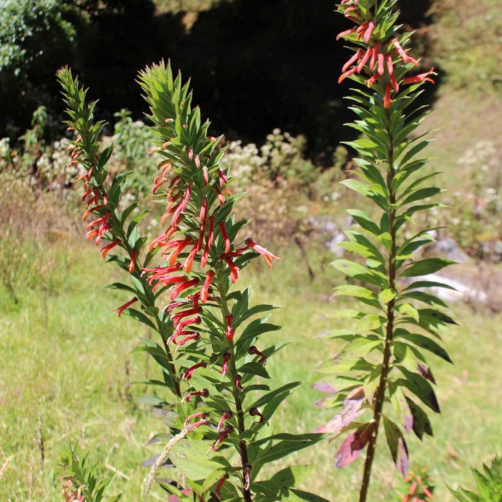 Lobelia laxiflora - Lobelie