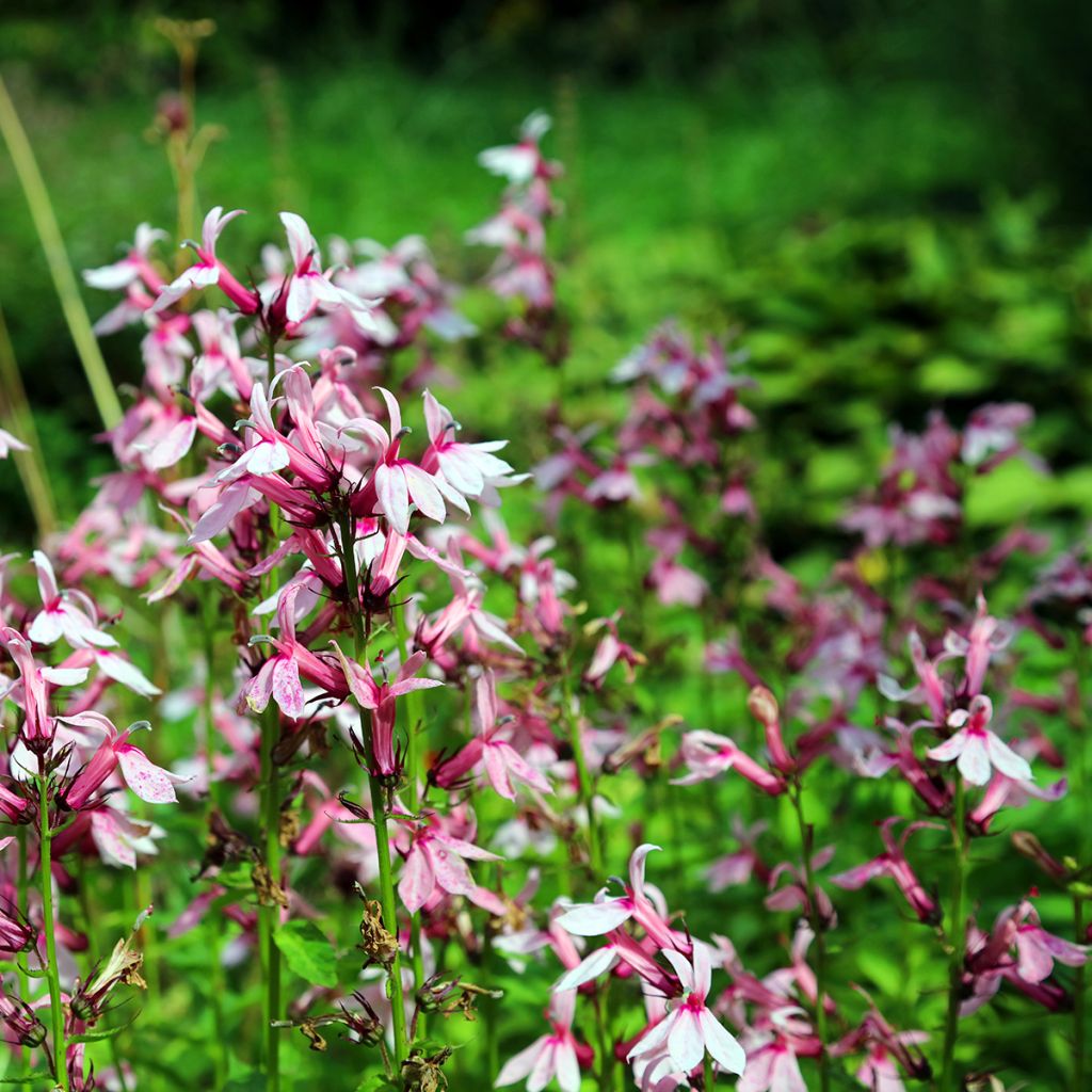 Prachtlobelie Fan Orchid Rose - Lobelia speciosa