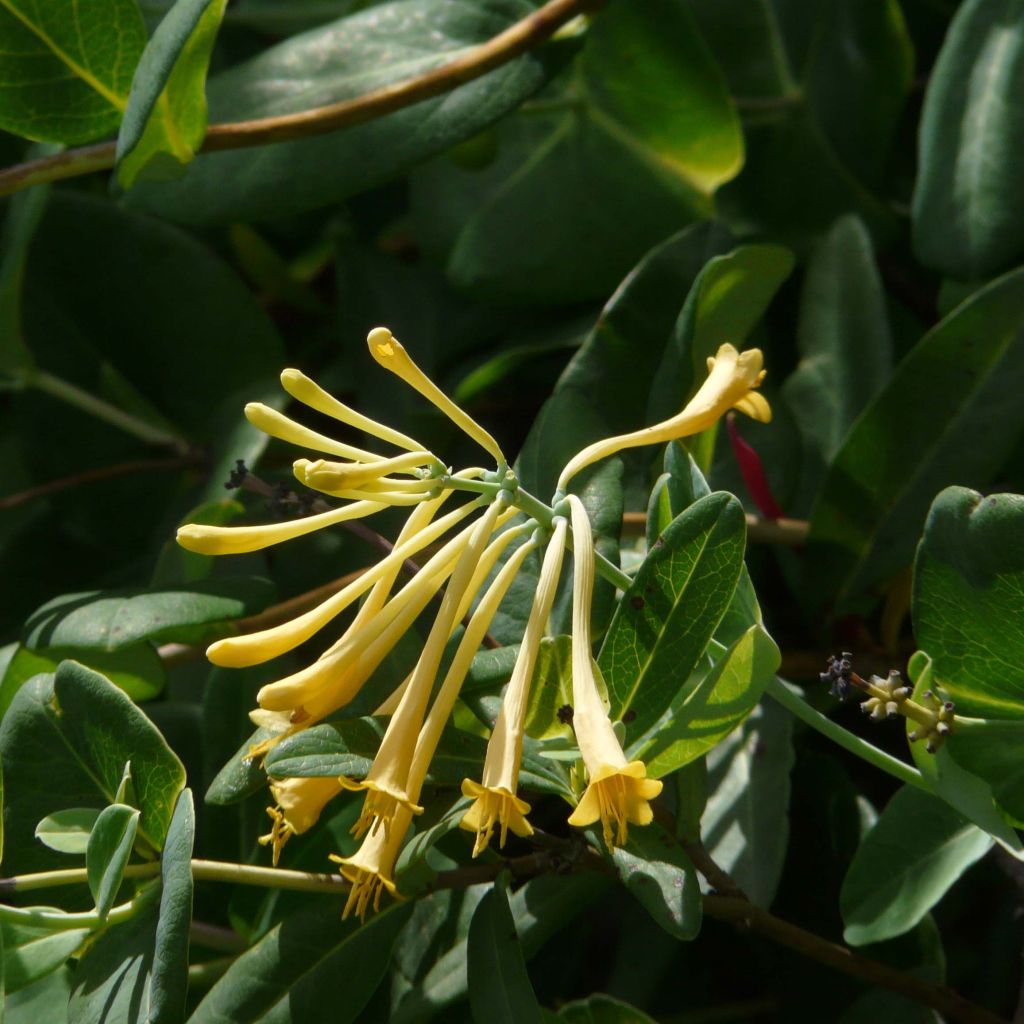 Lonicera sempervirens John Clayton - Immergrünes Geißblatt
