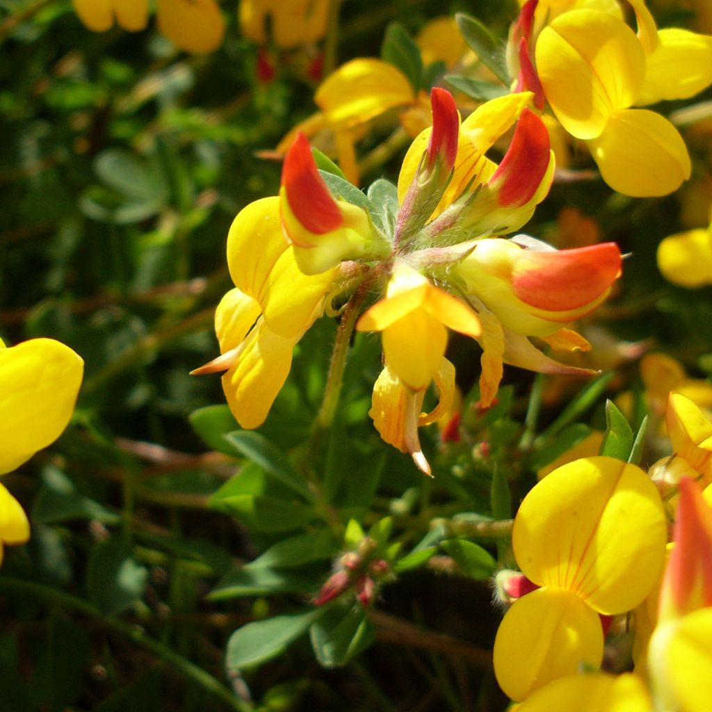 Lotus corniculatus Plenus - Gemeiner Hornklee