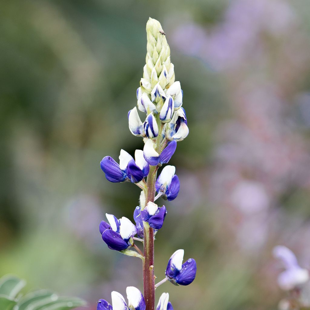 Staudenlupine The Governor