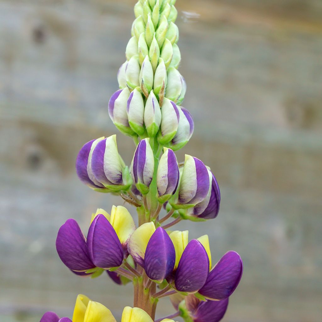 Staudenlupine West Country Manhattan Lights