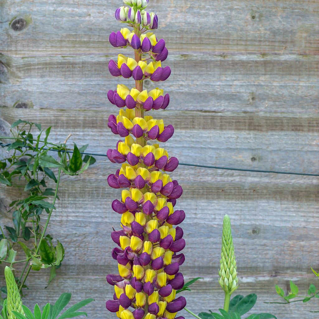Staudenlupine West Country Manhattan Lights