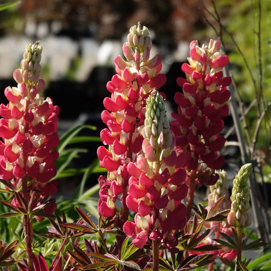 Staudenlupine West Country Tequila Flame