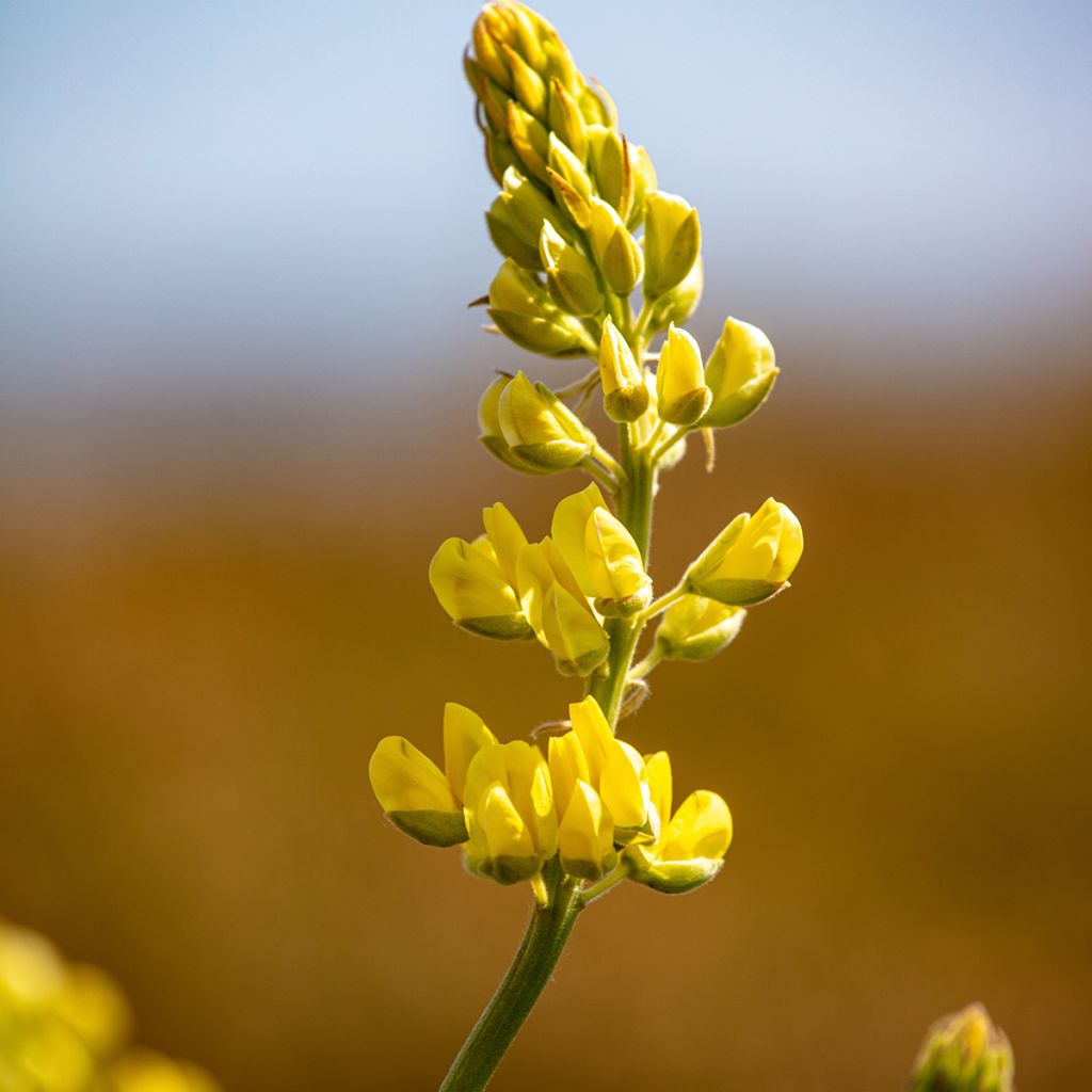 Baum-Lupine - Lupinus arboreus