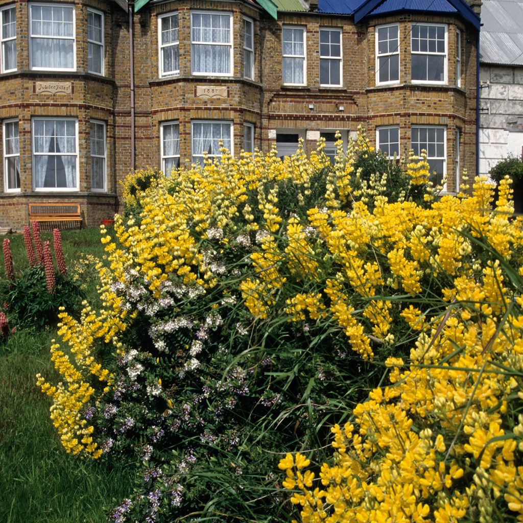 Baum-Lupine - Lupinus arboreus