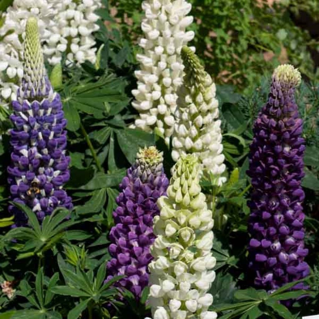 Staudenlupine Gallery Blue