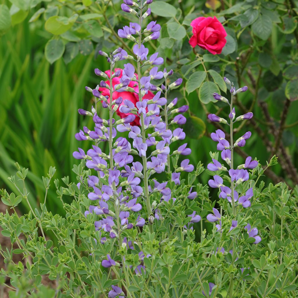 Baptisia australis - Färberhülse