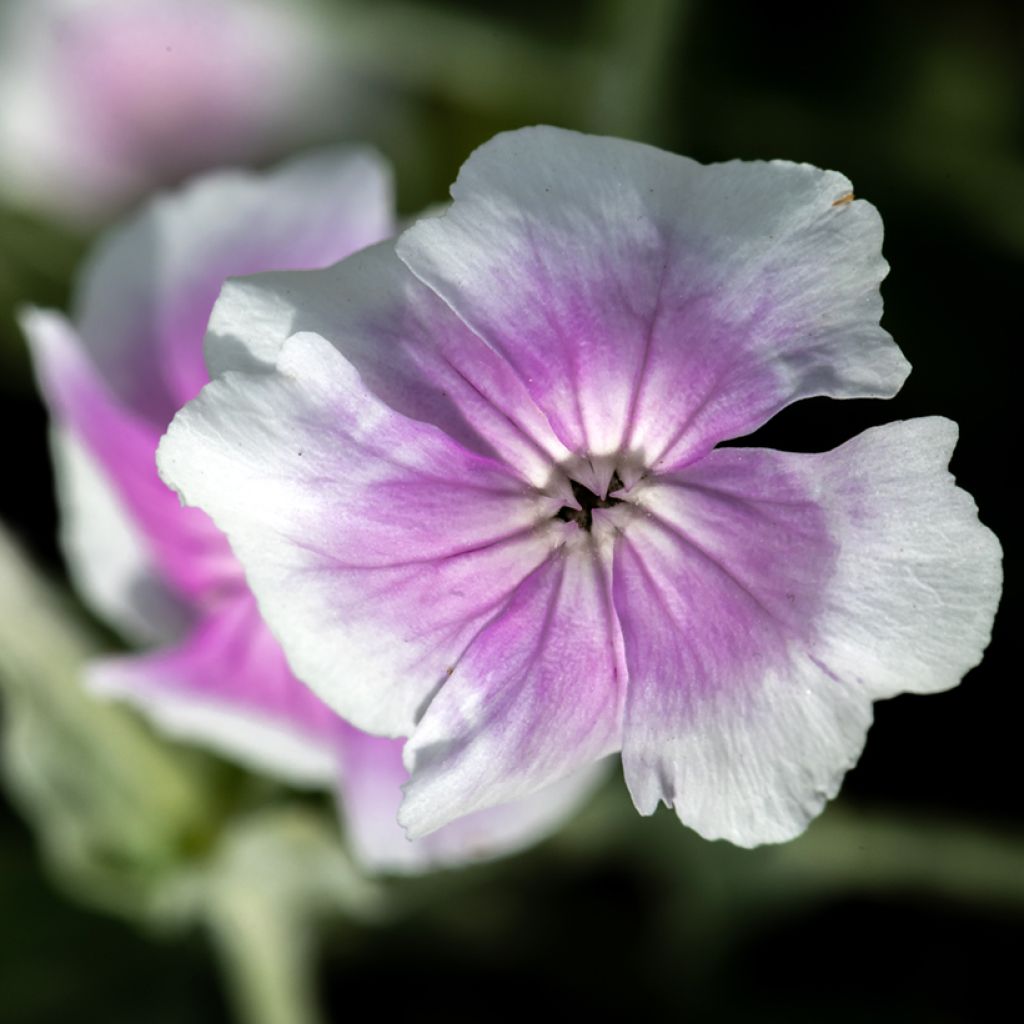 Kranz-Lichtnelke Oculata - Lychnis coronaria