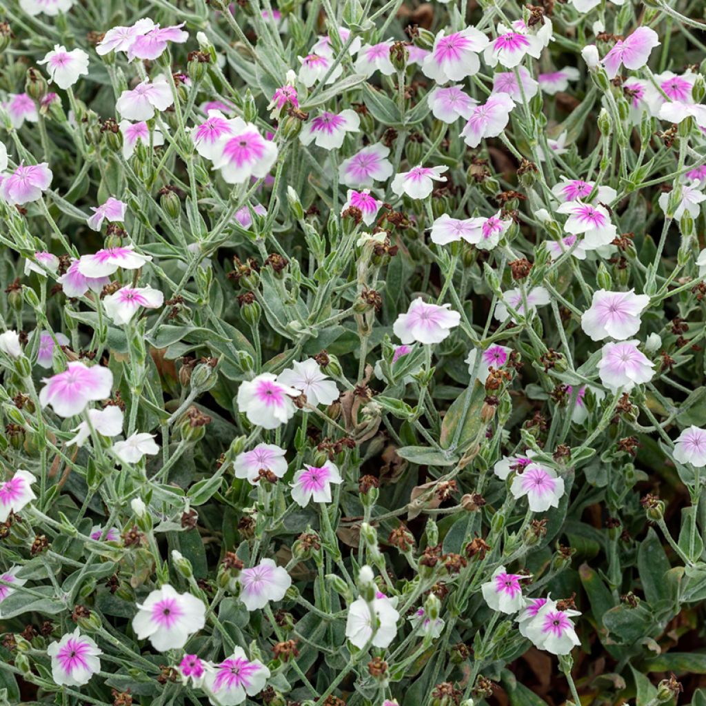 Kranz-Lichtnelke Oculata - Lychnis coronaria