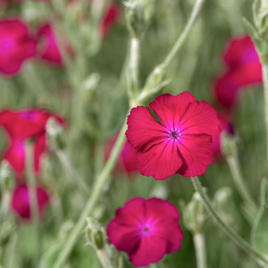 Kranz-Lichtnelke Atrosanguinea - Lychnis coronaria