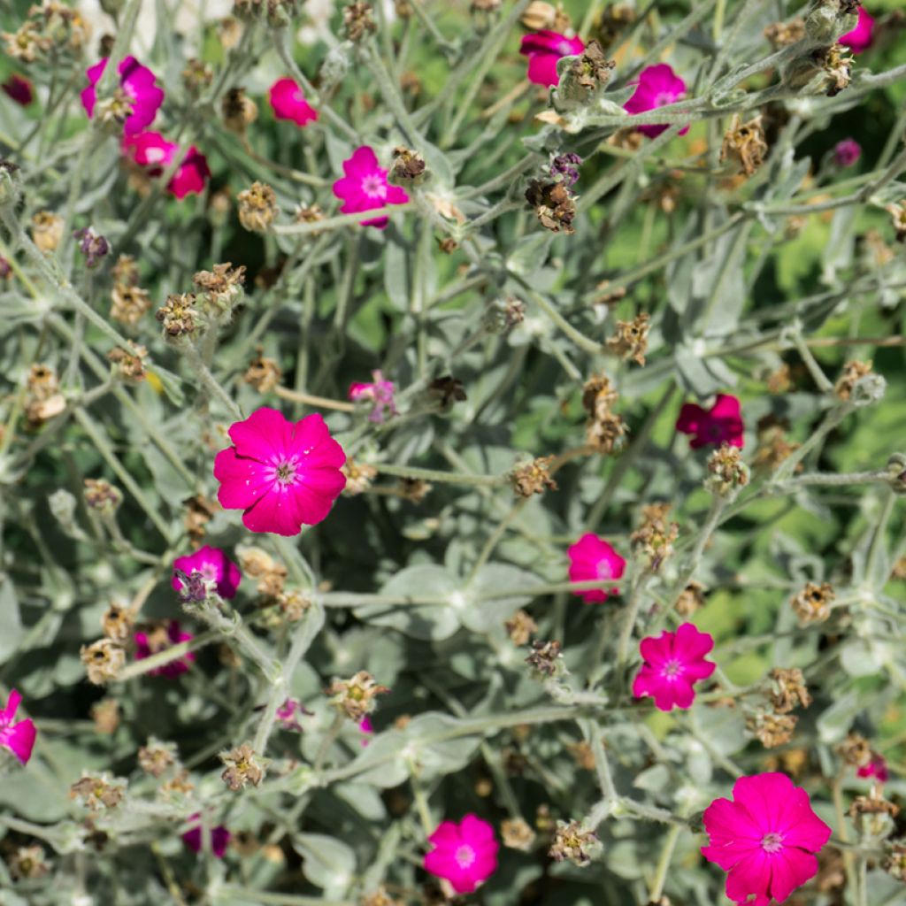 Kranz-Lichtnelke Atrosanguinea - Lychnis coronaria