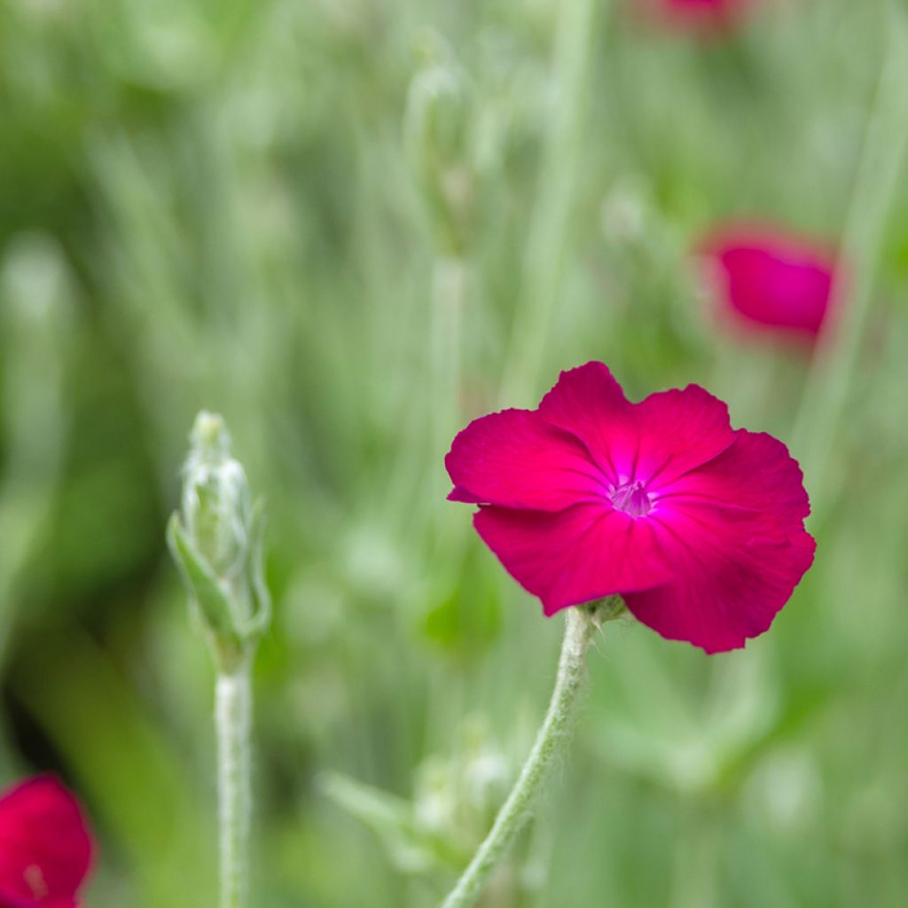 Kranz-Lichtnelke Atrosanguinea - Lychnis coronaria