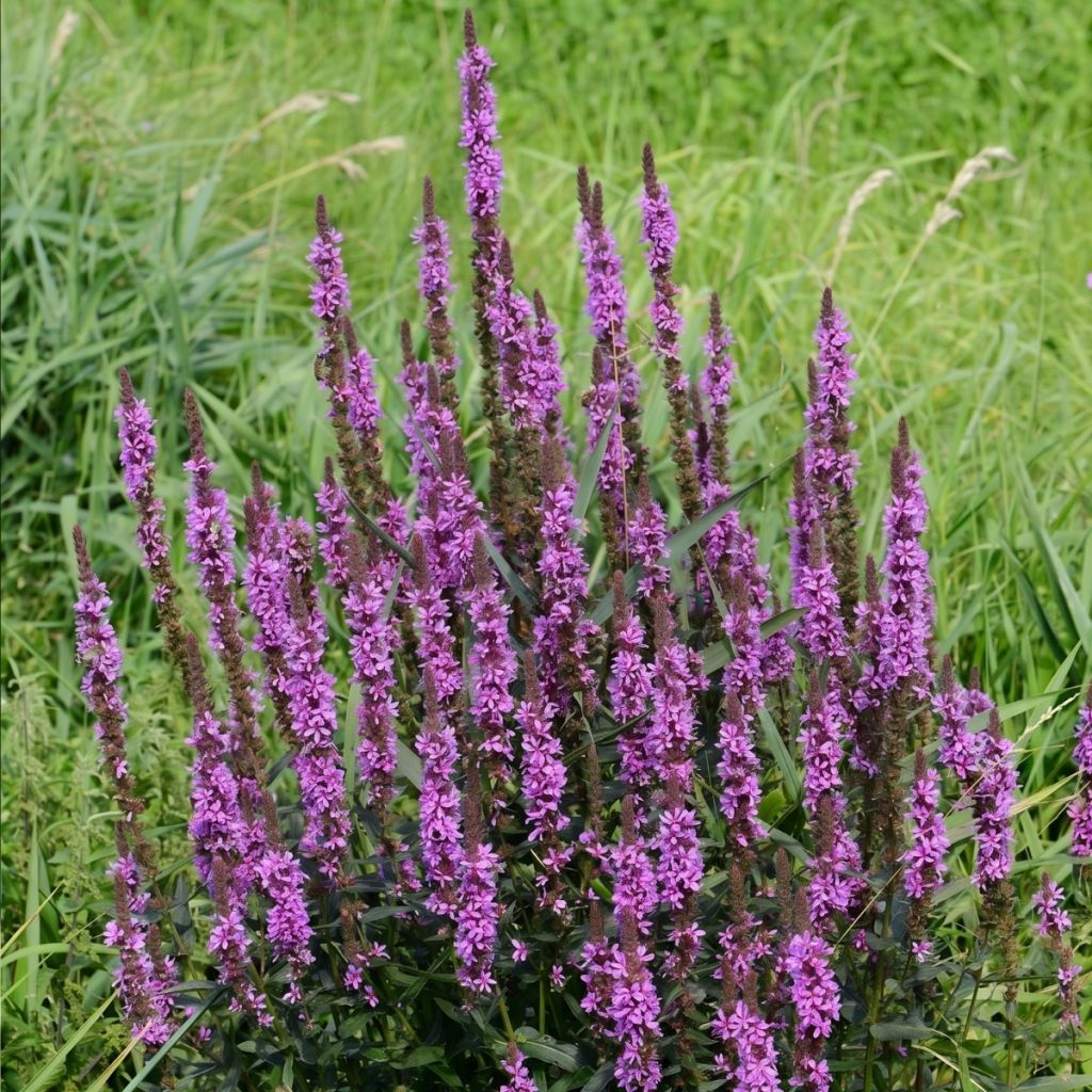 Blut-Weiderich Luminara Lilac - Lythrum
