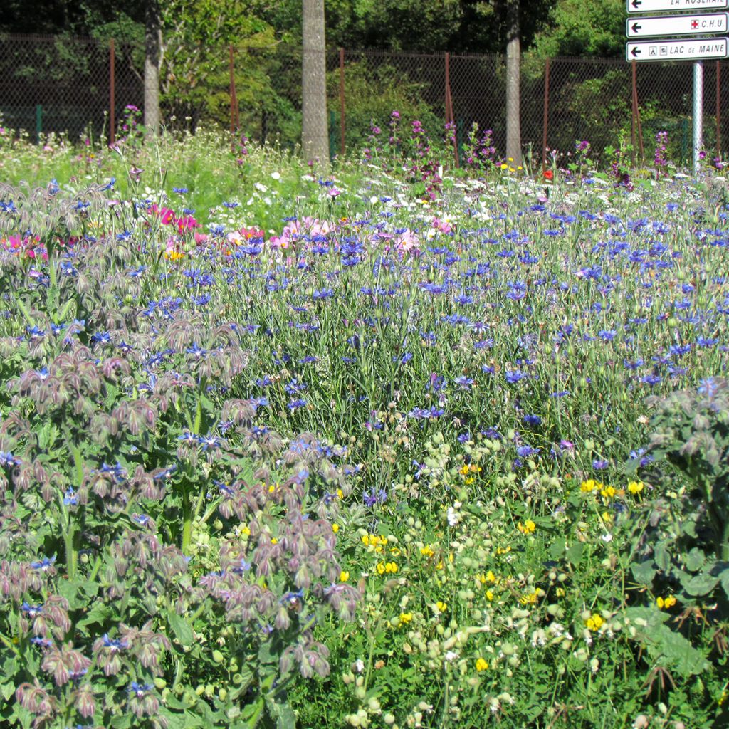Mischung aus Wildblumen zur Fütterung der Bienen